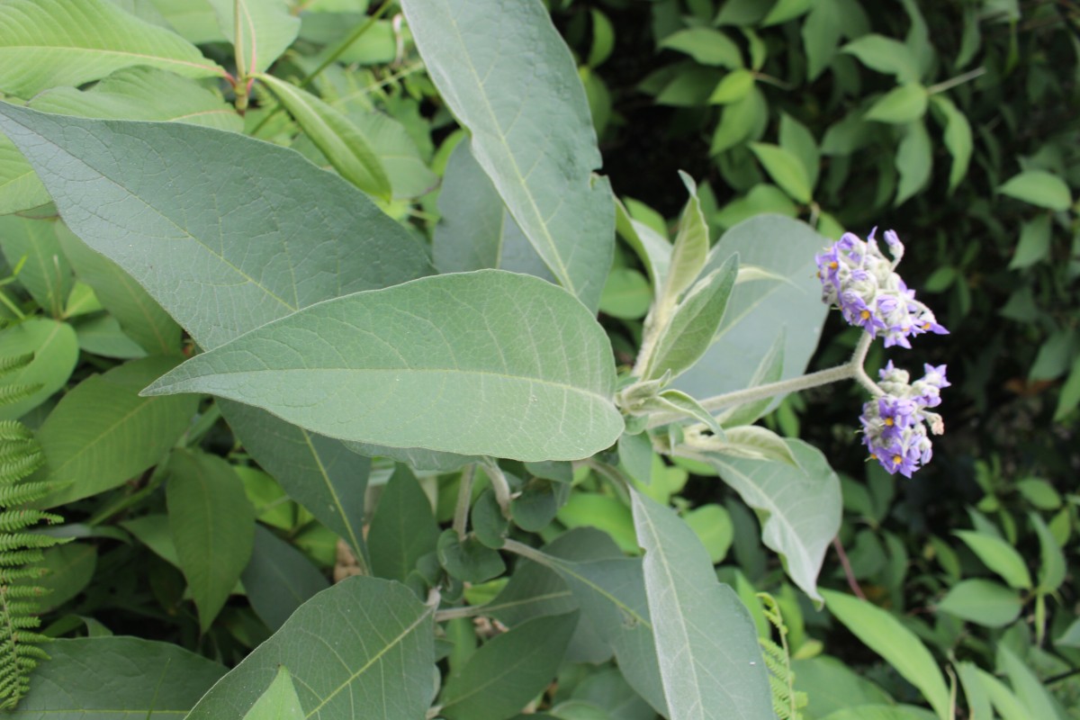 Solanum mauritianum Scop.